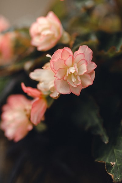 倾斜移位镜头中的粉色和白色花朵